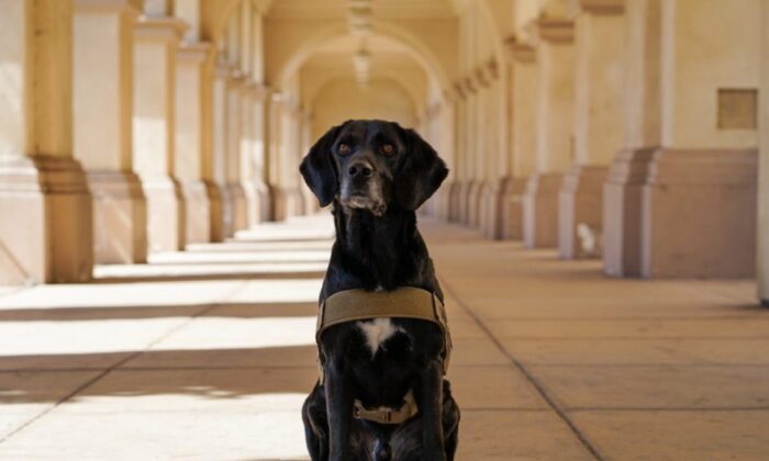 Podder the agricultural detector dog is retired from San Diego County's Agriculture, Weights and Measures Department on March 23, 2022. (County of San Diego)