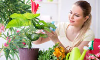 A Non-Expert’s Guide to Keeping Houseplants Alive