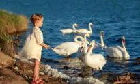 A Decline in Reading Skills Makes Geese for the Plucking