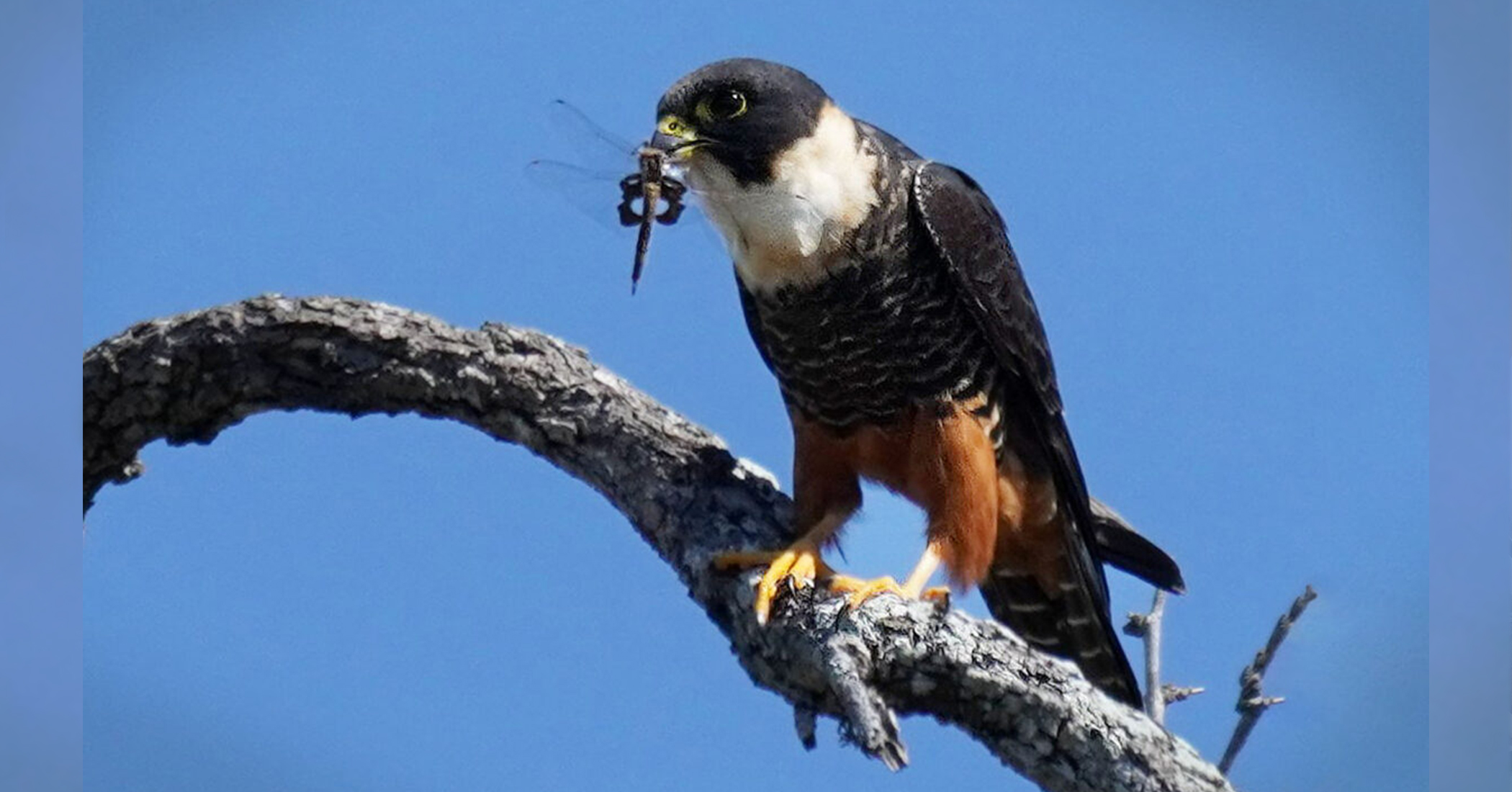 Texas Birder Snaps Stunning Bat Falcon Eating Dragonfly in First US Sighting in History—And