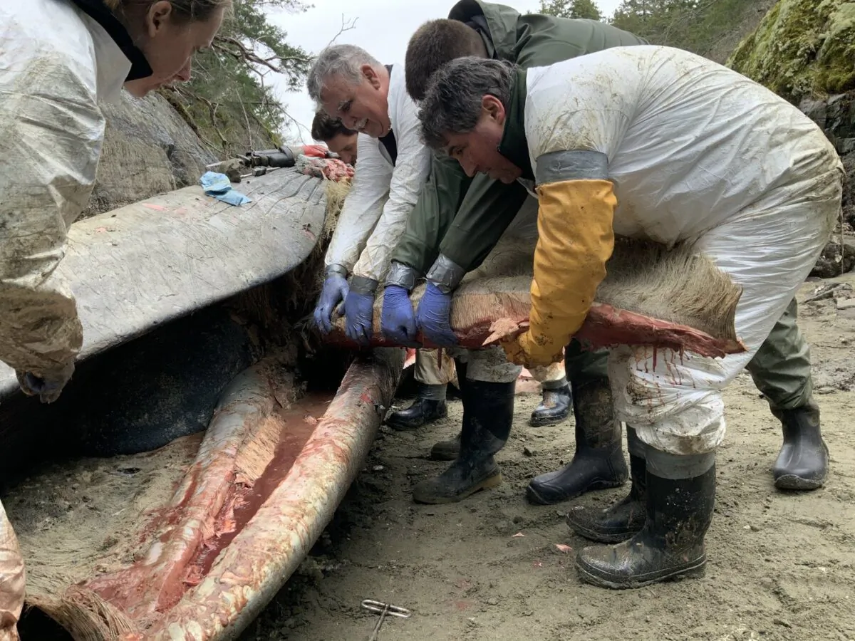Department of Fisheries and Oceans Marine Mammal Response Team members remove baleen from a dead fin whale as they perform a necropsy at Pender Harbour, B.C., in a March 20, 2022, handout photo. (The Canadian Press/HO-DFO, Paul Cottrell)