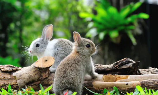 With Emigration, More Pet Rabbits Abandoned in Hong Kong; Some Tips for Adopting and Caring for the Furry Friends