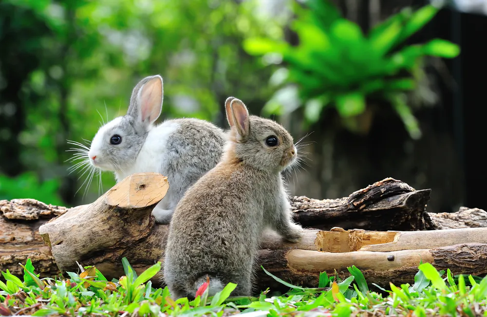 Pet rabbits. (amenic181/Shutterstock)