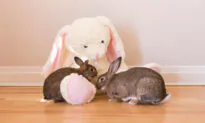 Rabbits Are Social Animals, so Adopt More Than One