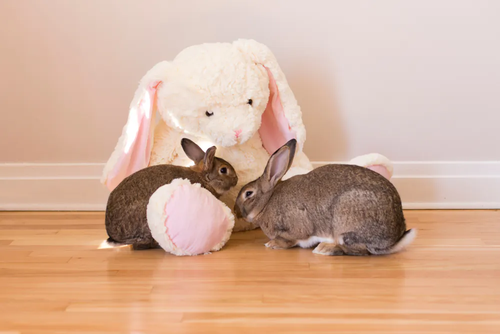 Rabbits are social creatures that need the companionship of their own species. (Anne Richard/Shutterstock)
