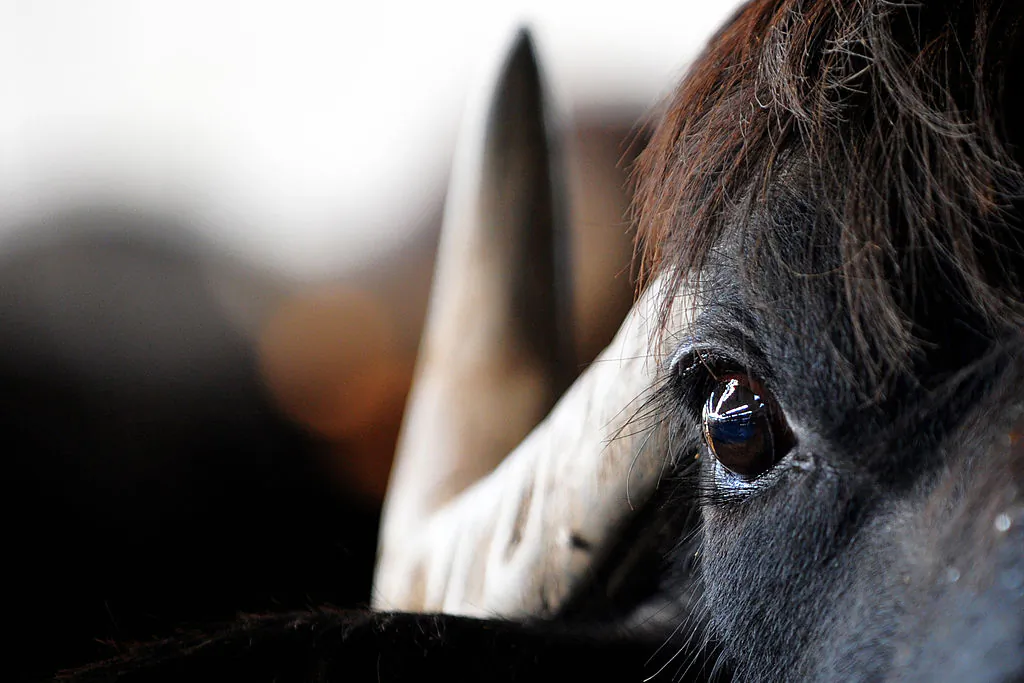 A file photo of a water buffalo. (Mario Laporta/AFP via Getty Images)