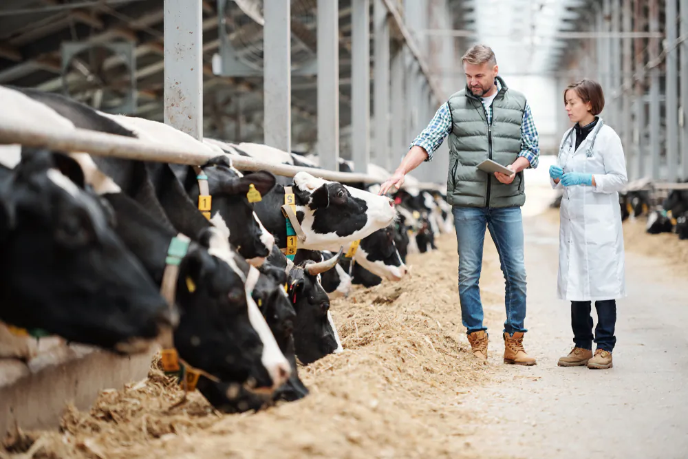Man has been working with cows for over ten thousand years, but only in the last few hundred years have we begun to see allergies develop with milk. (Shutterstock)