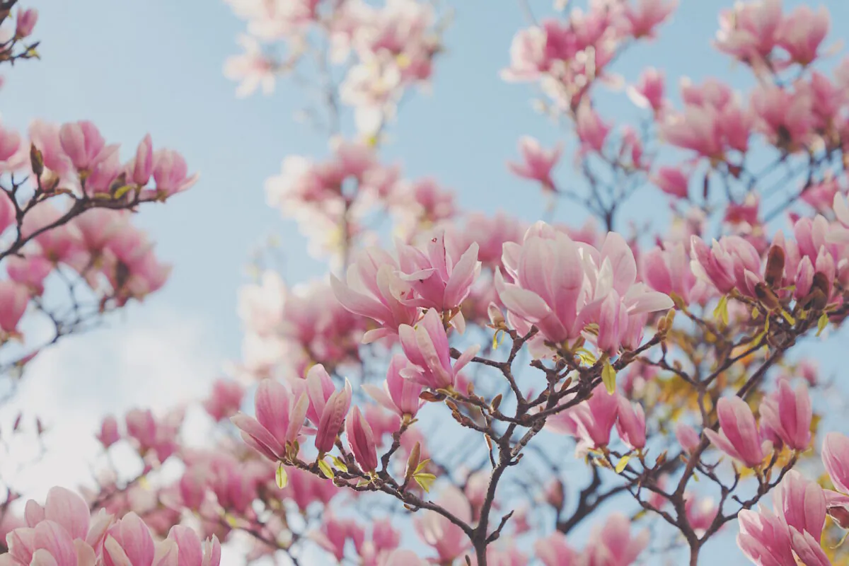 (HAN Mengqi/Unsplash)