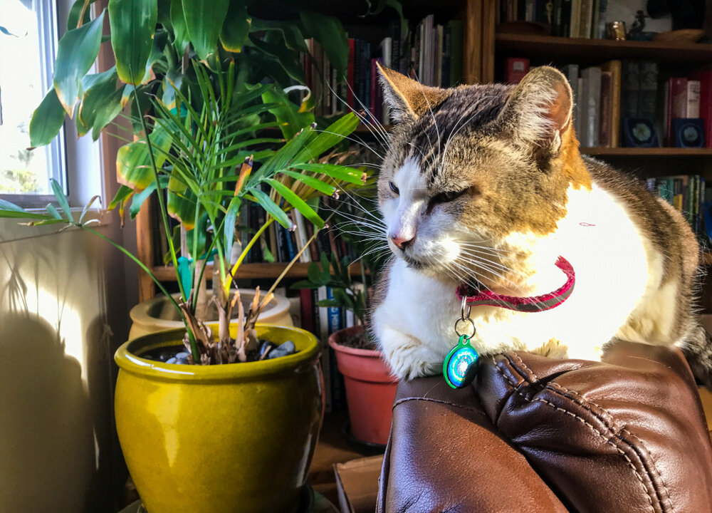 Your pets can also be affected by EMF's, just as you and everyone else in the home can be affected. Minimizing exposure is important. (Shutterstock)