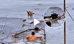 Brave Man Jumps Into Icy River To Rescue Dog thumbnail
