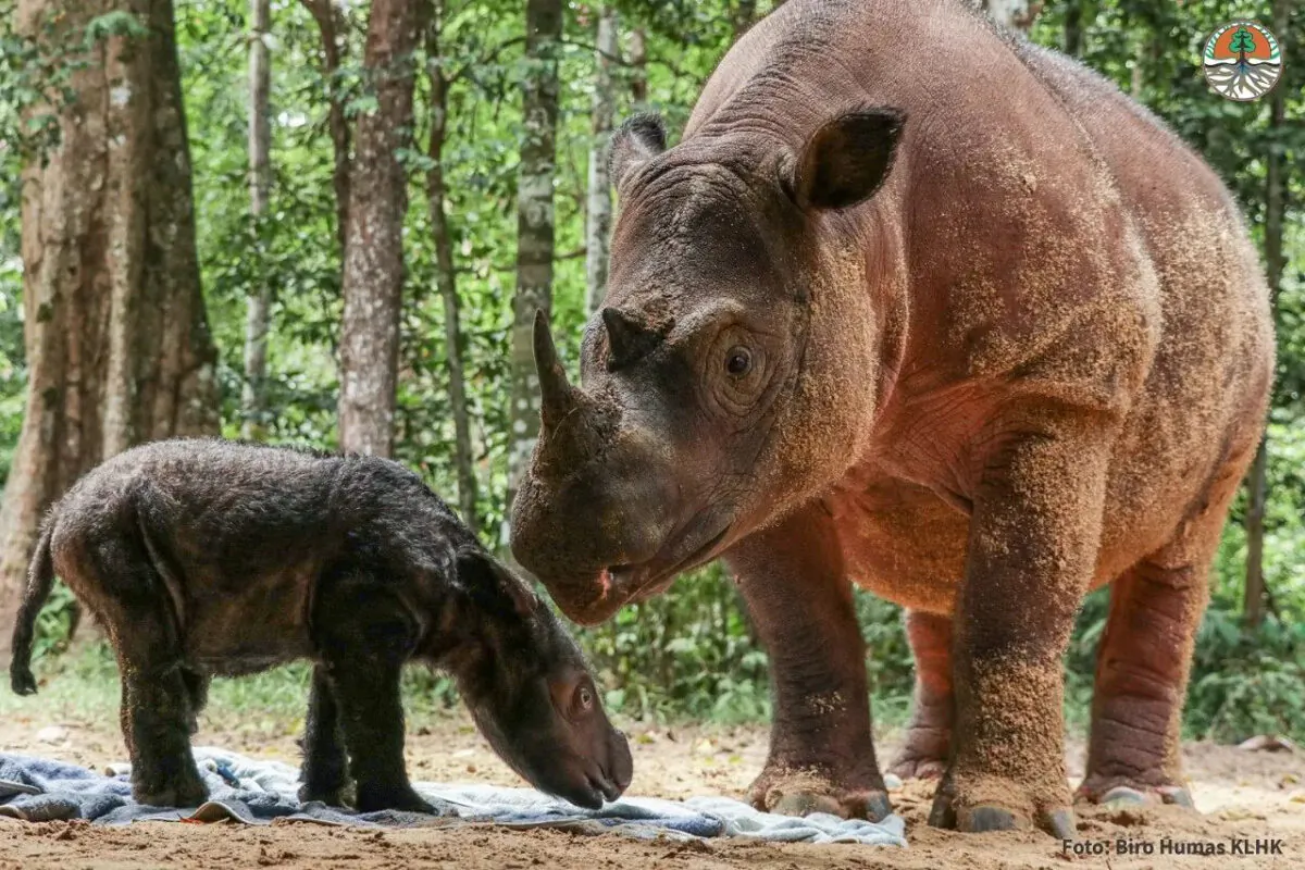 Rosa and her child. (Image courtesy of the Indonesian Ministry of Environment and Forestry via travel.mongabay.com.)