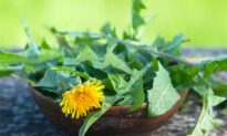 Springtime Foraging: Eat Your Weeds