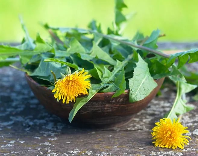 Dandelions pop up in gardens and yards all across the country in springtime. While they may be the bane of many a gardener, clever cooks know they're a tasty treat. (nada54/Shutterstock)
