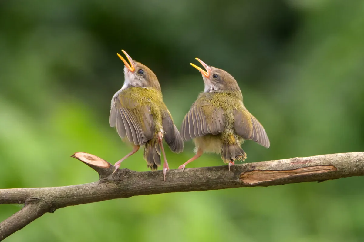 A pair of bar winged prinia birds sing on a tree branch. (DSlight_photography/Shutterstock)