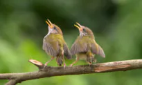 For Kids: Why Do Birds Sing In The Morning?