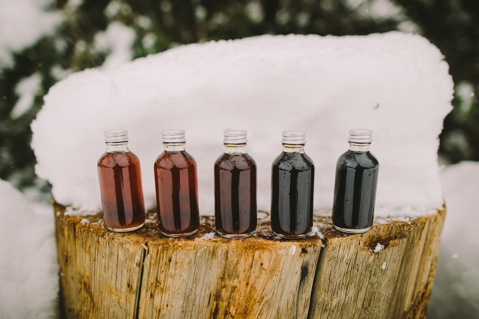 The Rarest Maple Syrup: In the Pacific Northwest, an Impossible Idea Becomes a Sweet Success - Vimarsana News
