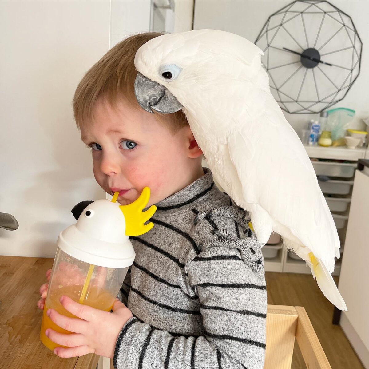 VIDEO Cockatoo Jealous of Owner’s Baby Son Finally Falls in Love, Now