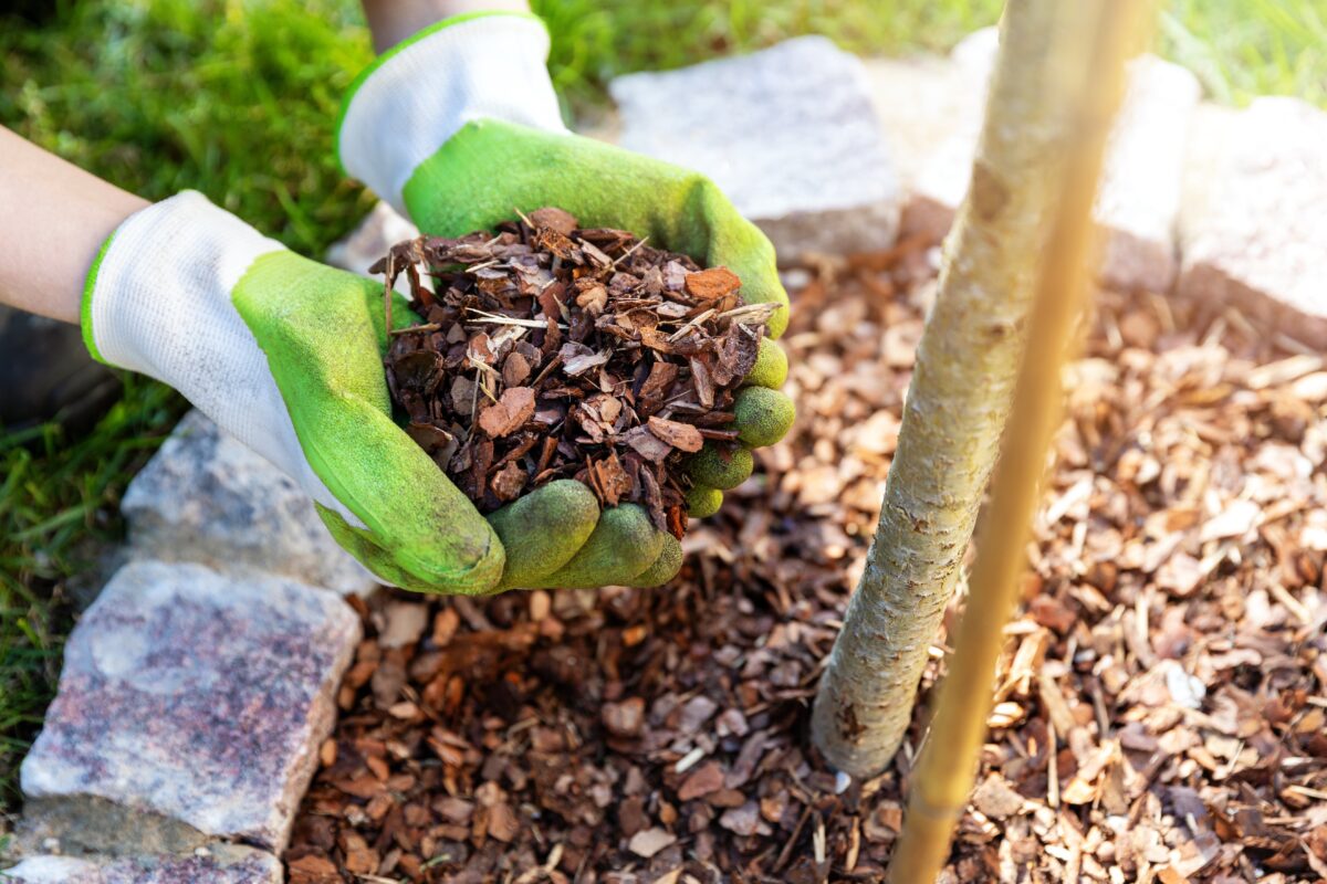 Adding mulch around the tree will begin to mimic the forest soil environment. (ronstik/Shutterstock)