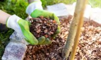 Organic Mulch Is Beneficial