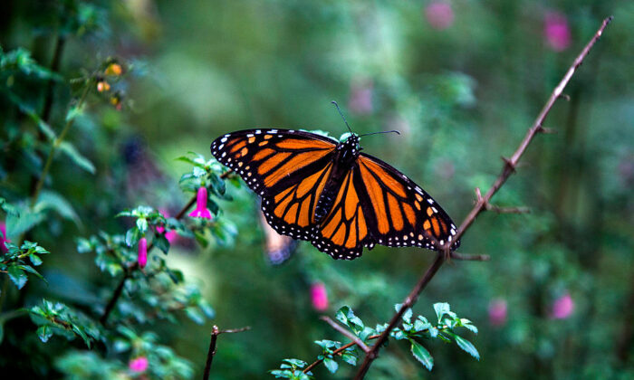 A file photo of a Monarch butterfly taken on Dec. 19, 2016. 
(Enrique Castro/AFP via Getty Images)