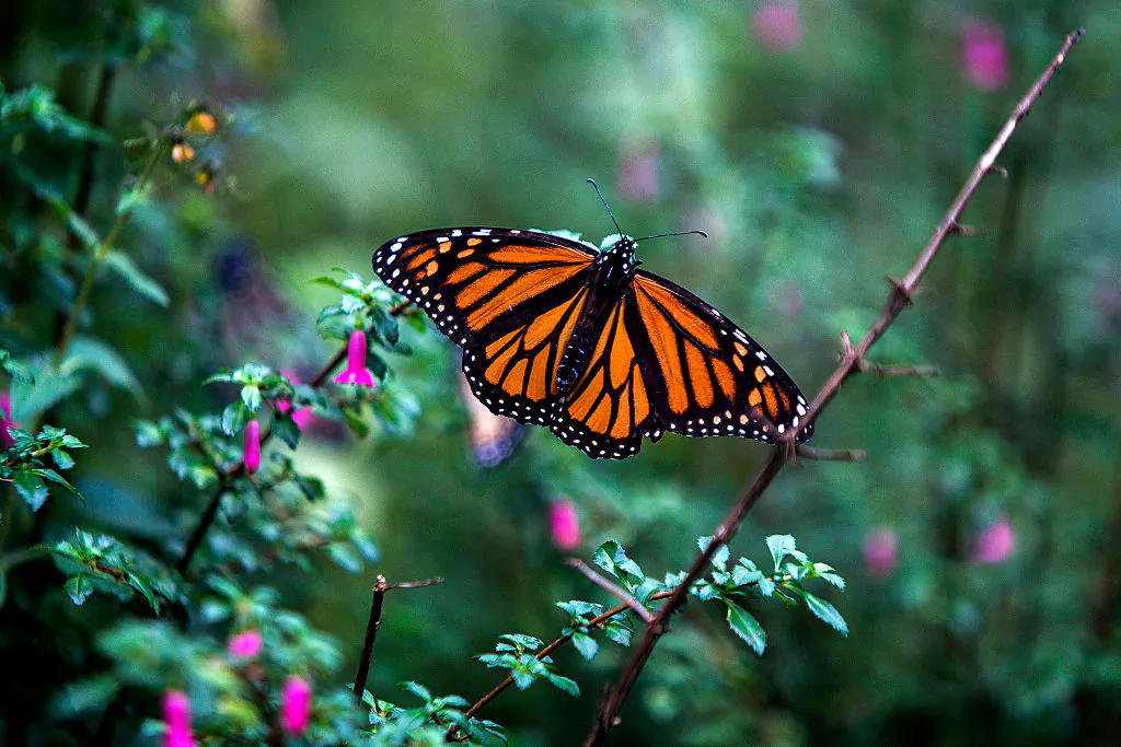 A file photo of a Monarch butterfly (Danaus plexippus) on Dec. 19, 2016. 
(Enrique Castro/AFP via Getty Images)