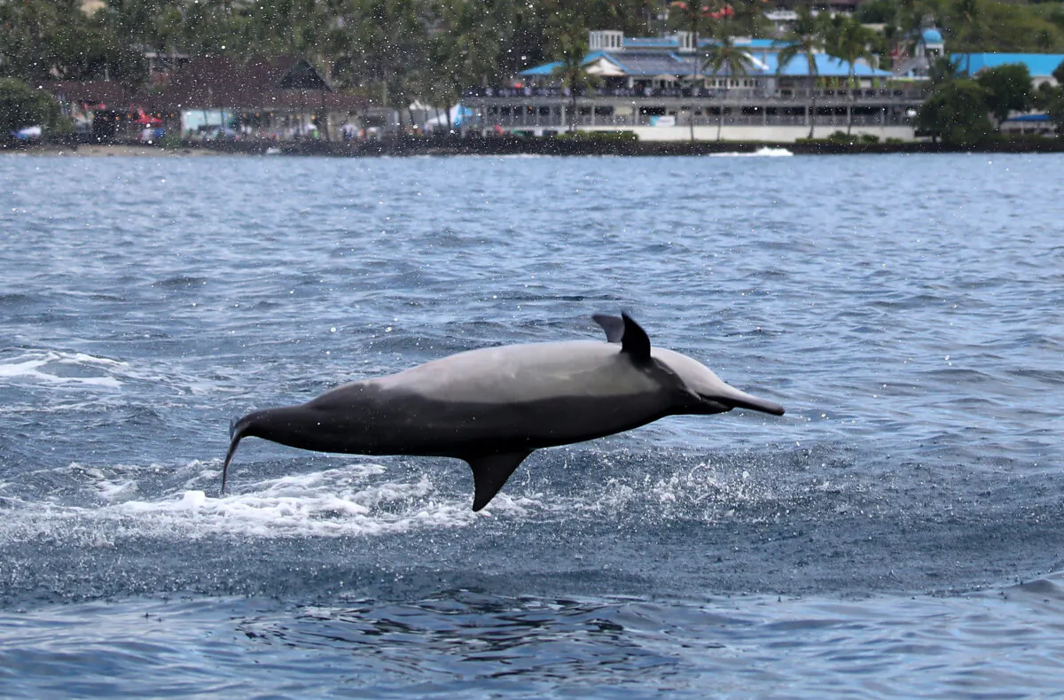 Feds Sued For Banning Swimming With Dolphins Hurting Hawaiian Economy