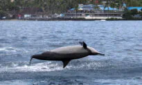 Feds Sued for Banning Swimming With Dolphins, Hurting Hawaiian Economy