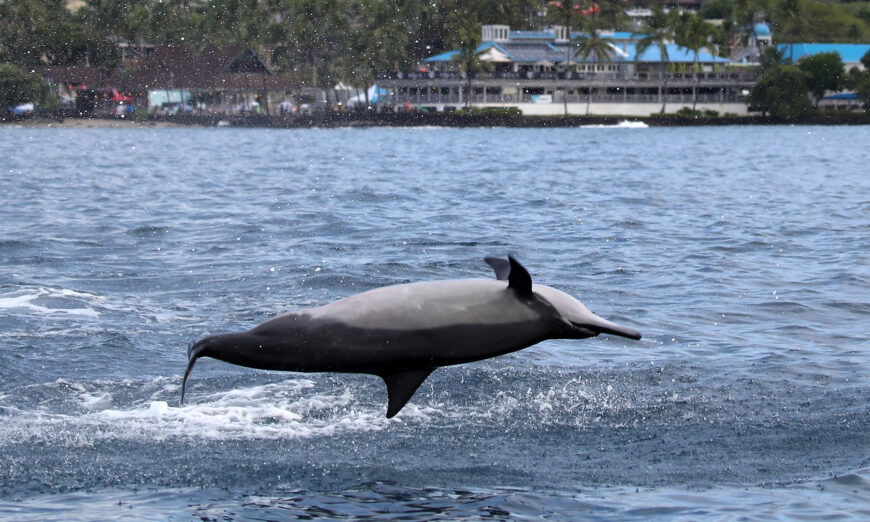 Final EIS published for dolphin swimming ban - Hawaii Tribune-Herald