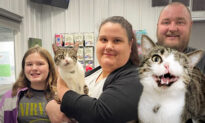 Unwanted Deformed Tabby Cat With One Eye Dropped at Shelter, Gets Adopted by New Loving Family