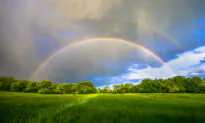 Spring Belongs to the Wood Element, and What Does This Mean?