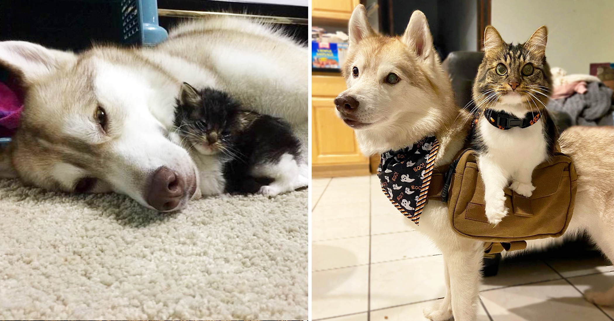 Siberian Husky Helps Kitten on the Brink of Death, Now They've Got an Incredibly Special Bond - Vimarsana News
