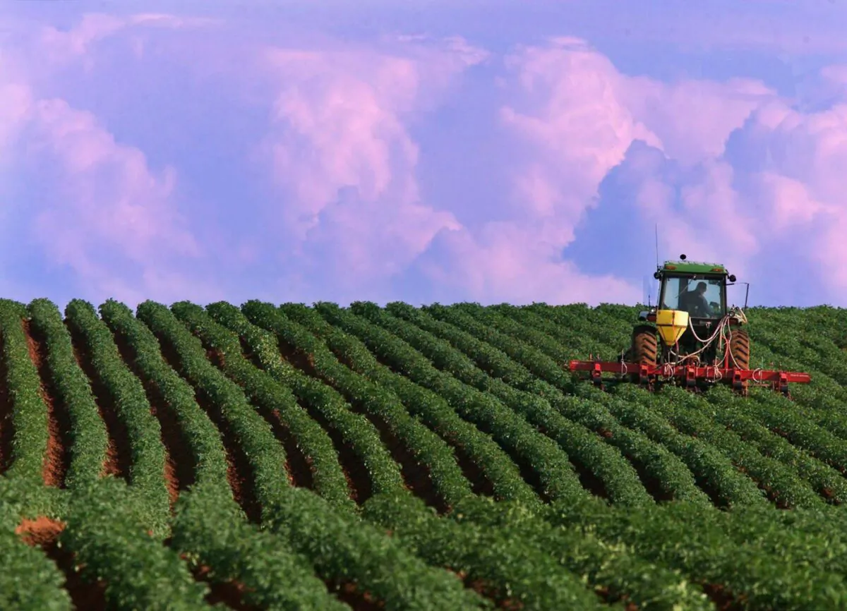 A farmer works a potato field in North Tryon, Prince Edward Island, on July 13, 2000. (The Canadian Press/Andrew Vaughan)