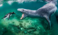 Wild PHOTOS: World Nature Photography Awards’ 2021 Winners Revealed—And the Pictures Are Jaw Dropping