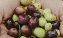This Arizona Mill is Making Award-Winning Olive Oil That Can Compete with Europe’s Finest