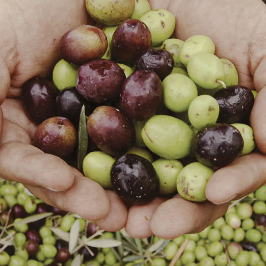 Queen Creek’s olive
oils have won awards at the International Olive Oil Competition. The olive mill also makes balsamic vinegar that finishes its aging process in bourbon casks. (Visit Mesa)