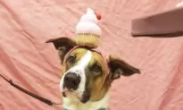San Diego Humane Society Celebrates Cancer-Free Dog With Party