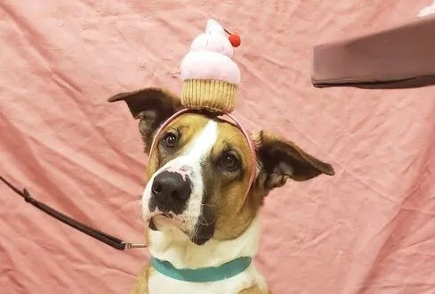 San Diego Humane Society Celebrates Cancer-Free Dog With Party