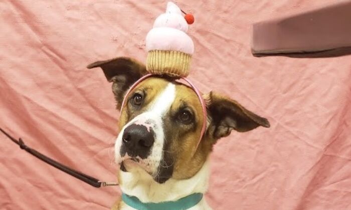 The San Diego Humane Society's medical team celebrated the one-year cancer-free anniversary of a former stray dog named Phoenix with a "pawty," on April 1, 2022. (Courtesy of the San Diego Humane Society)