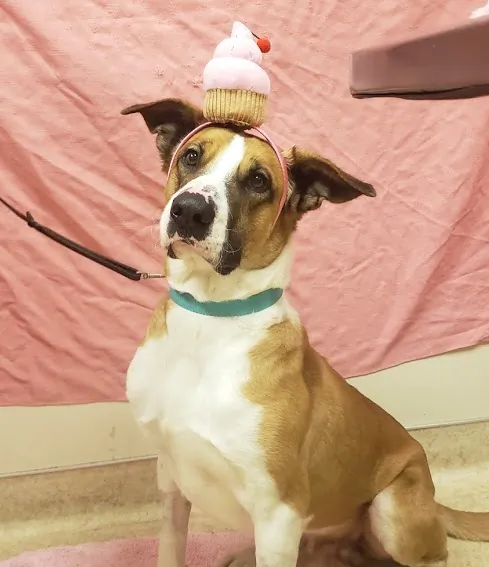 The San Diego Humane Society's medical team celebrated the one-year cancer-free anniversary of a former stray dog named Phoenix with a "pawty," on April 1, 2022. (Courtesy of the San Diego Humane Society)