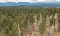 Cattle Helping to Manage BC Wildfire Risk With Targeted Grazing