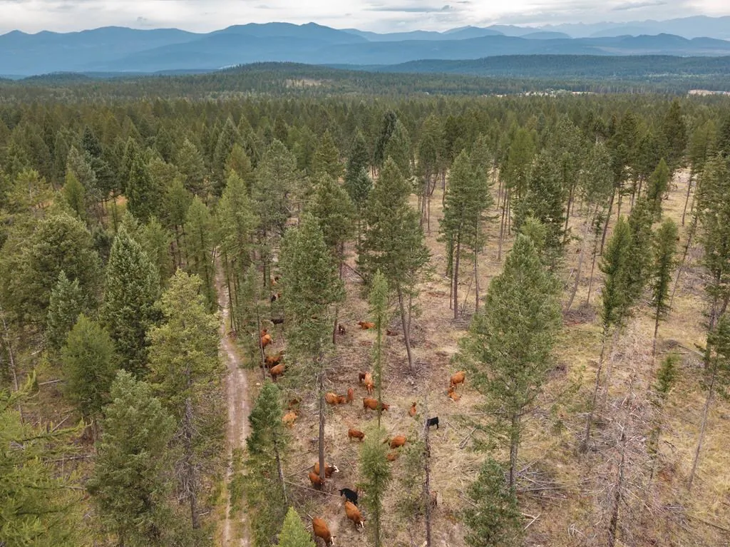 As part of a pilot program led by the B.C. Cattlemen’s Association, ranchers around Kelowna, Peachland, Summerland, and Cranbrook will corral their cattle in targeted areas for two to three weeks. (The Canadian Press)