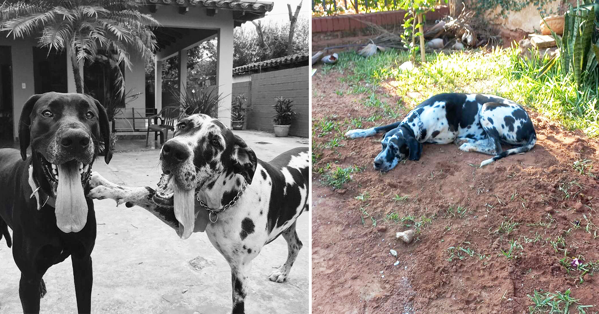 Dog Pays Touching Tribute to Her Furry Friend, Lies on the Grave for Hours - Vimarsana News
