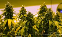 Marijuana Legalization Linked to Addiction Dependency, Homelessness, and Youth Addiction: Rep. Good