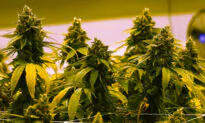 Marijuana Legalization Linked to Addiction Dependency, Homelessness, and Youth Addiction: Rep. Good