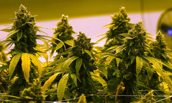 Marijuana Legalization Linked to Addiction Dependency, Homelessness, and Youth Addiction: Rep. Good