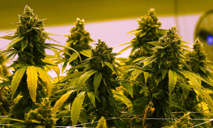 A marijuana plant that is close to harvest grows in a grow room at the Greenleaf Medical Cannabis facility in Richmond, Va., June 17, 2021. (AP Photo/Steve Helber, File)