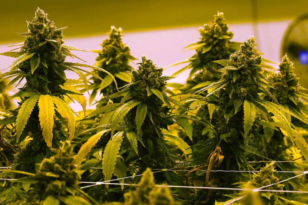 A cannibis plant that is close to harvest grows in a grow room at the Greenleaf Medical Cannabis facility in Richmond, Va., June 17, 2021. (AP Photo/Steve Helber)