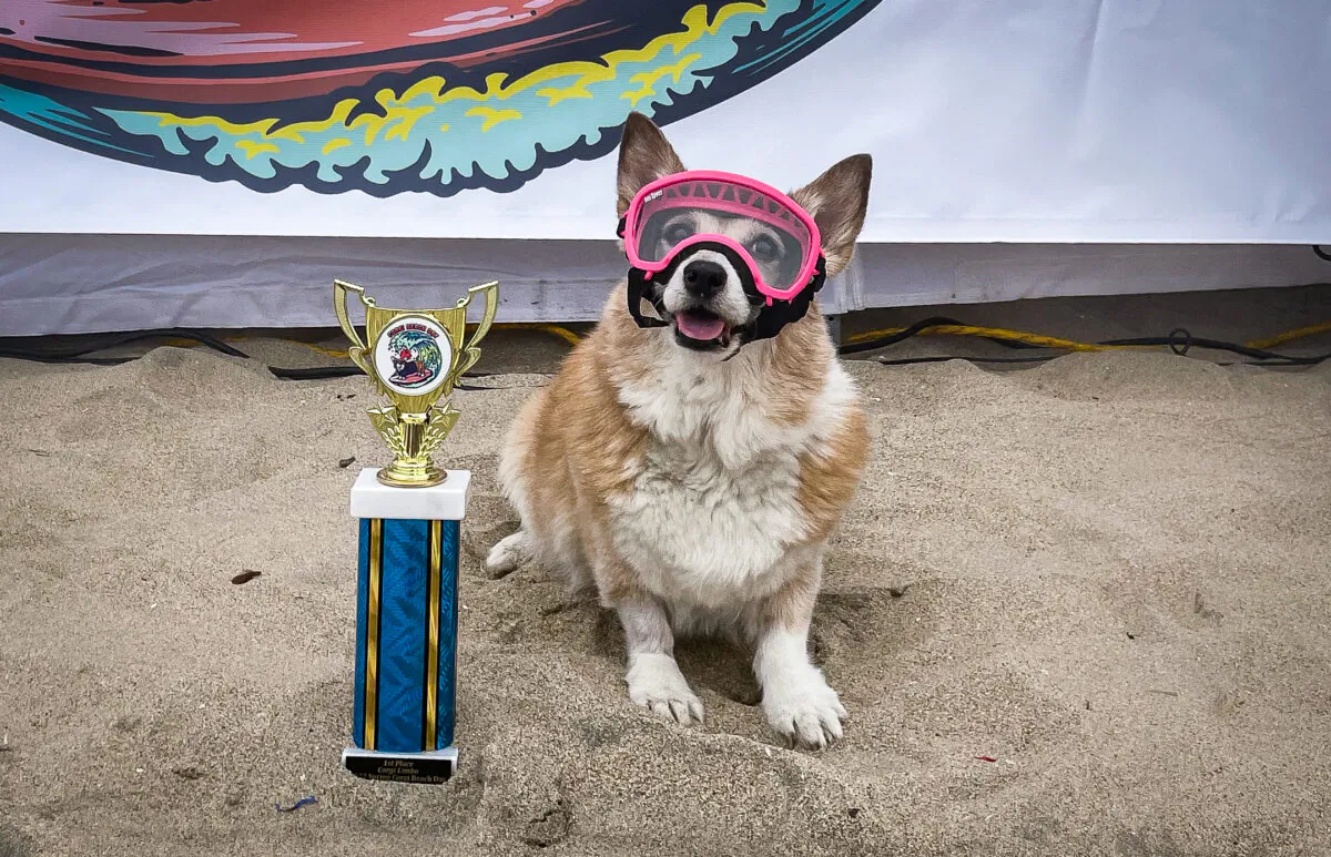 “Crouton the Corgi" poses with her trophy after winning the Corgi Limbo contest for the seventh year during the 10th Annual Corgi Beach Day in Huntington Beach on April 2, 2022. (Carol Cassis/The Epoch Times)