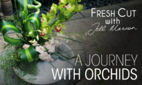 A Journey with Orchids | Fresh Cut