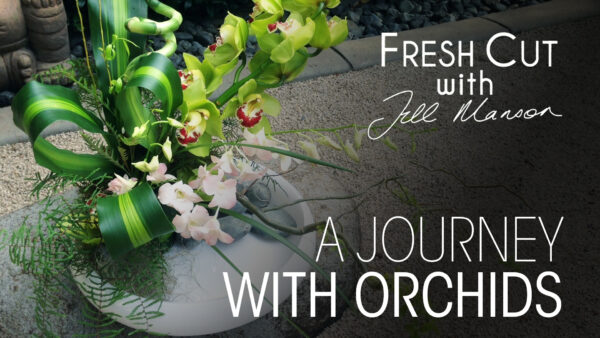 A Journey with Orchids | Fresh Cut